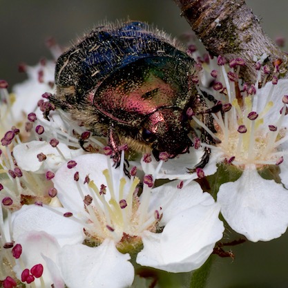 Rosenkäfer Makro